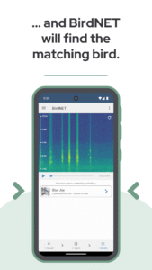 BirdNET: Bird sound identification 1.96