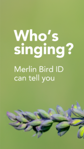 Merlin Bird ID by Cornell Lab 3.11