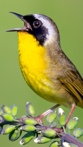 Merlin Bird ID by Cornell Lab 3.11