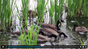 Internet Web Browser 237