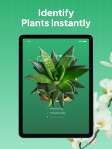 Plant Identifier: LeafSnap 2.8.6 Plant Identifier: LeafSnap 2.8.6