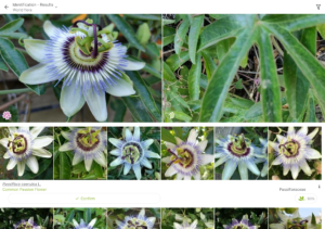 PlantNet Plant Identification 3.17.4