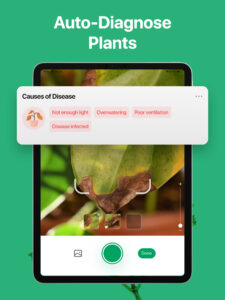 PictureThis - Plant Identifier 3.78 PictureThis - Plant Identifier 3.78